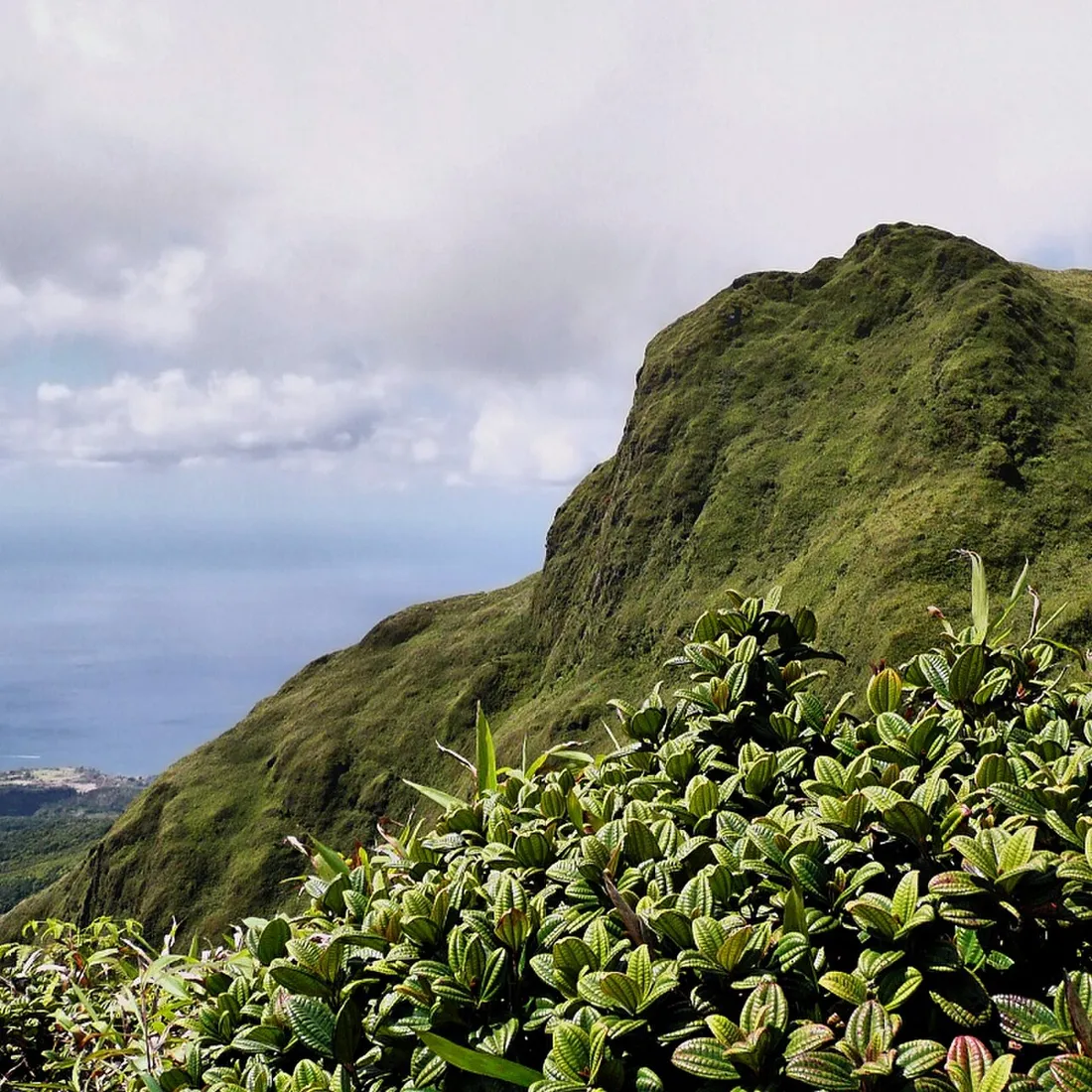 Le dôme sommital verdoyant de la Montagne Pelée en Martinique, avec la côte et l'océan visibles en contrebas