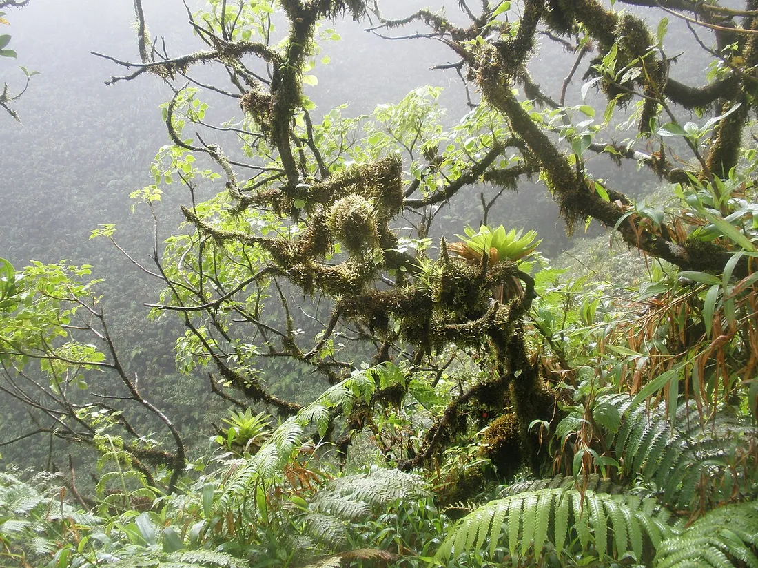 Forêt d'altitude humide et brumeuse couverte de mousses et de fougères le long du sentier de l'Aileron, voie d'accès à la Montagne Pelée