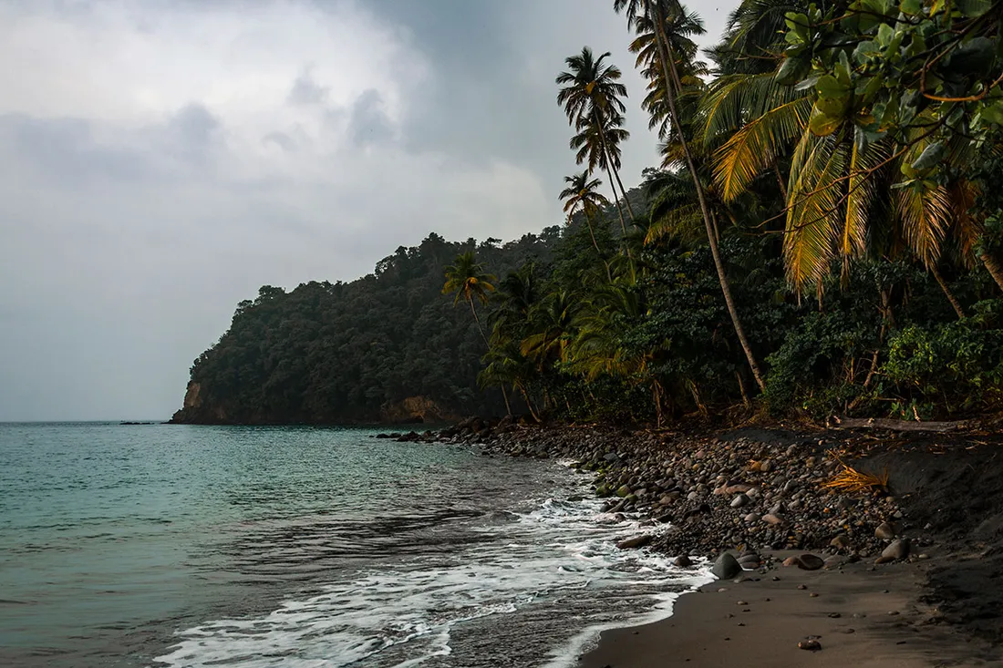 Plage de sable noir de l'Anse Couleuvre au Precheur en Martinique, bordee de cocotiers et de la foret tropicale