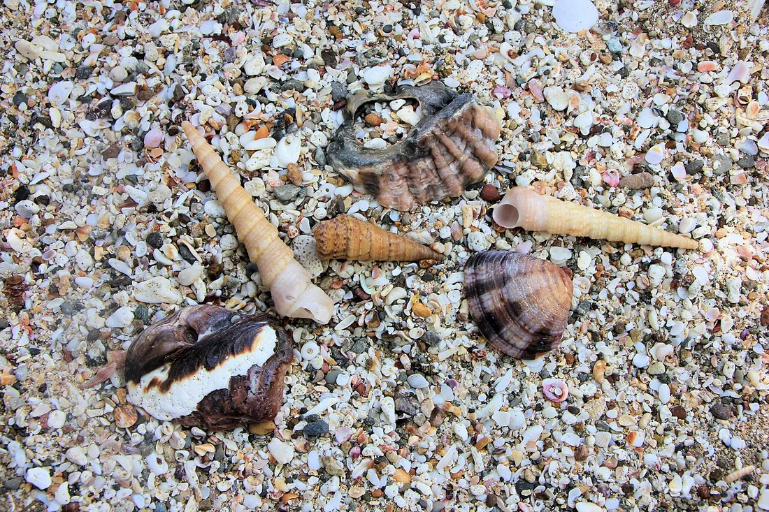 Coquillages et gros mollusques marins posés sur un sable composé de débris de coquilles, illustrant les espèces ramassées lors de la pêche à pied