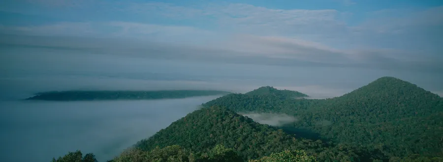 Vue panoramique sur la canopée de forêt primaire de la Réserve naturelle des Nouragues en Guyane, collines boisées et brume matinale