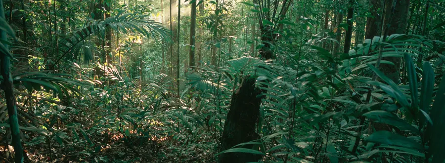 Intérieur de la forêt primaire de la Réserve des Nouragues en Guyane, sous-bois dense de palmes et lumière filtrant entre les arbres