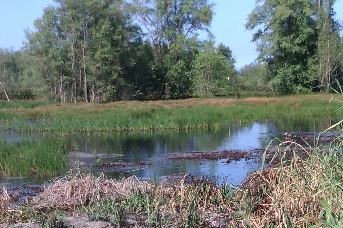 Zone humide et savane inondée de la réserve naturelle de l'Amana en Guyane, plan d'eau bordé de hautes herbes et de végétation