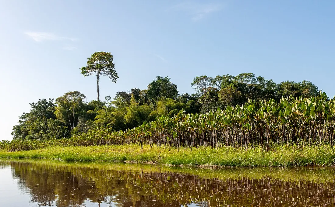 Végétation tropicale luxuriante et plan d'eau du Marais de Kaw, espace naturel emblématique de Guyane