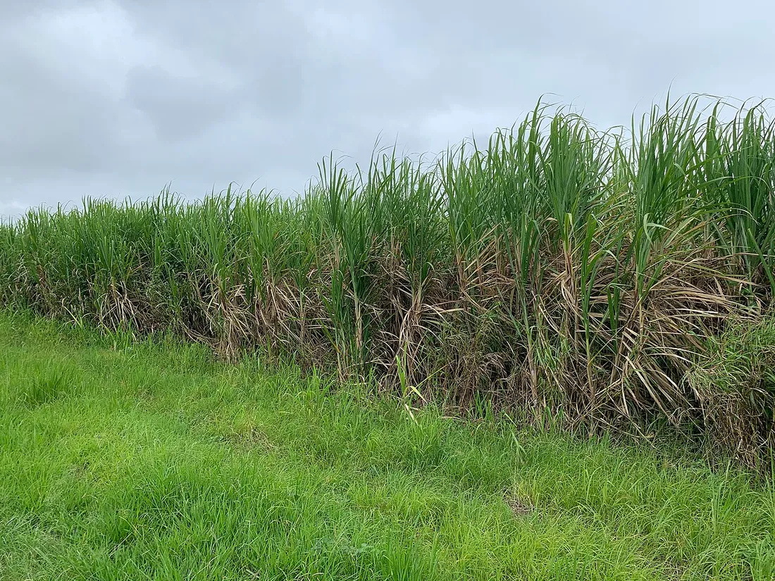 Champ de canne à sucre, matière première du rhum agricole