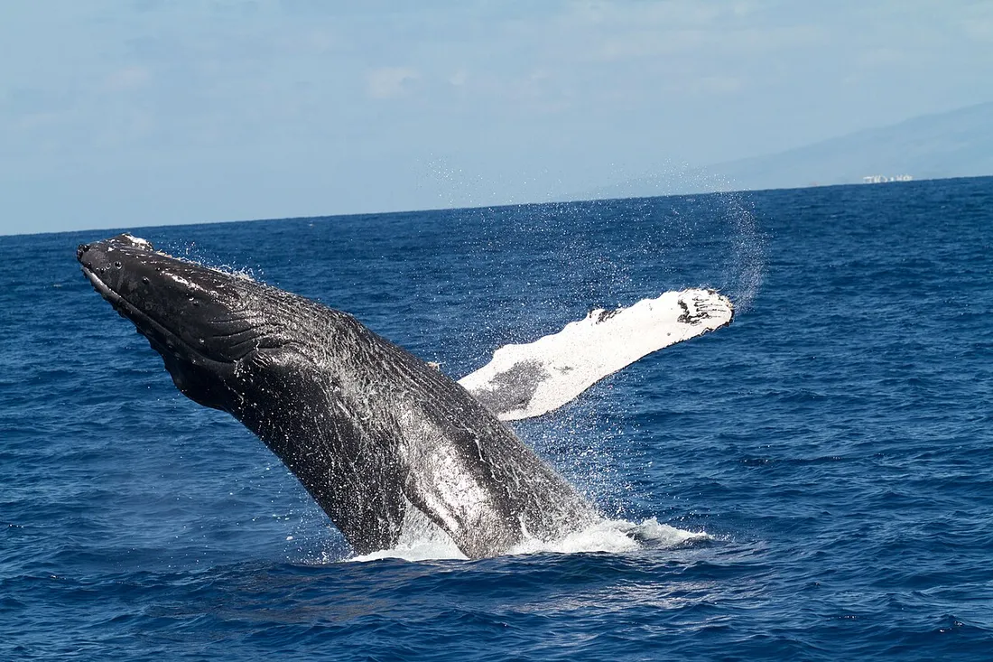 Baleine à bosse jaillissant hors de l'eau dans la mer des Caraïbes pendant la saison des baleines