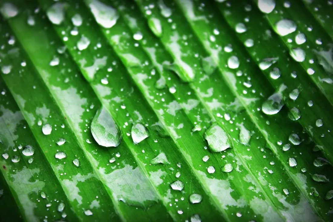 Gouttes de pluie perlant sur une grande feuille verte tropicale pendant la saison des pluies
