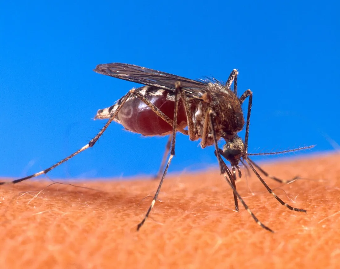 Moustique Aedes aegypti, vecteur de la dengue, en train de piquer la peau d'une personne