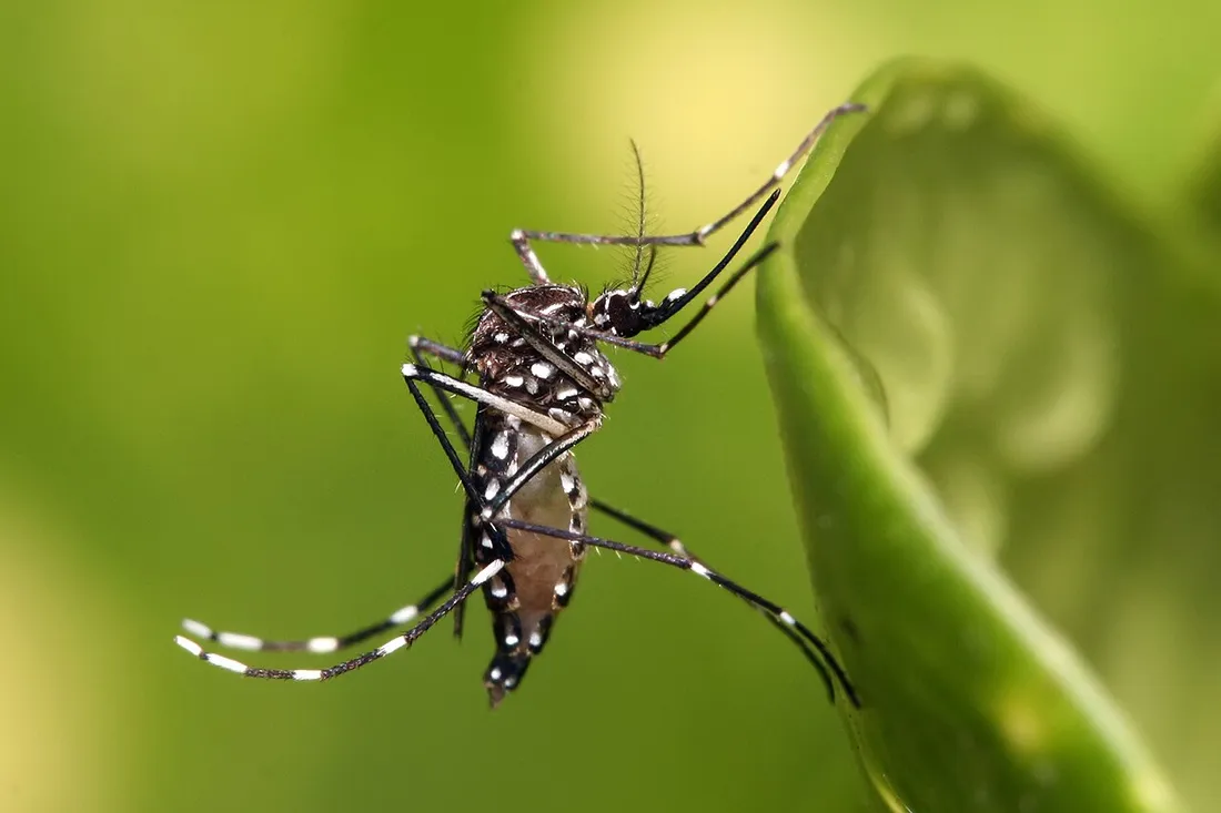 Gros plan macro d'un moustique Aedes aegypti posé sur une feuille verte, vecteur de la dengue et du chikungunya en Martinique