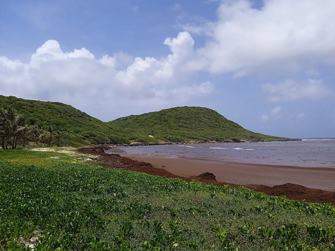 Anse a l'Eau en Guadeloupe, plage et eaux du littoral colorees en brun par l'invasion des sargasses entre les collines vertes