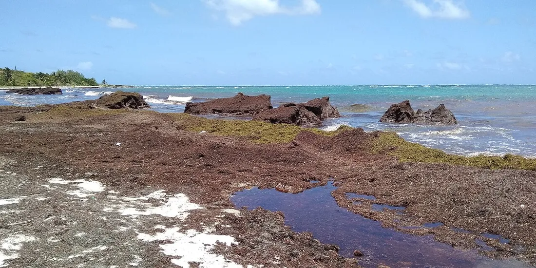 Échouage massif de sargasses brunes recouvrant le sable à la Petite Anse de Macabou, en Martinique, devant une mer turquoise