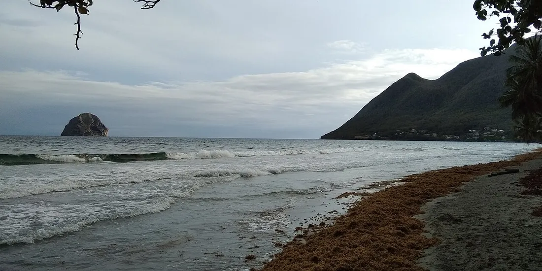 Cordon de sargasses échouées sur la plage du Diamant en Martinique, avec le Rocher du Diamant et la mer à l'horizon