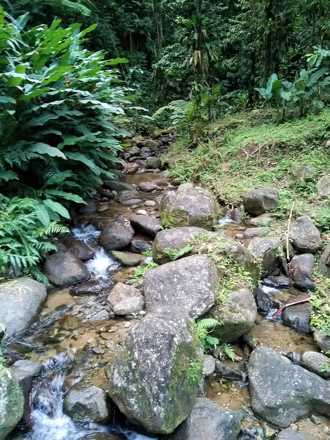 Rivière aux rochers moussus serpentant dans la forêt humide sur le chemin menant à la cascade de Saut Gendarme en Martinique