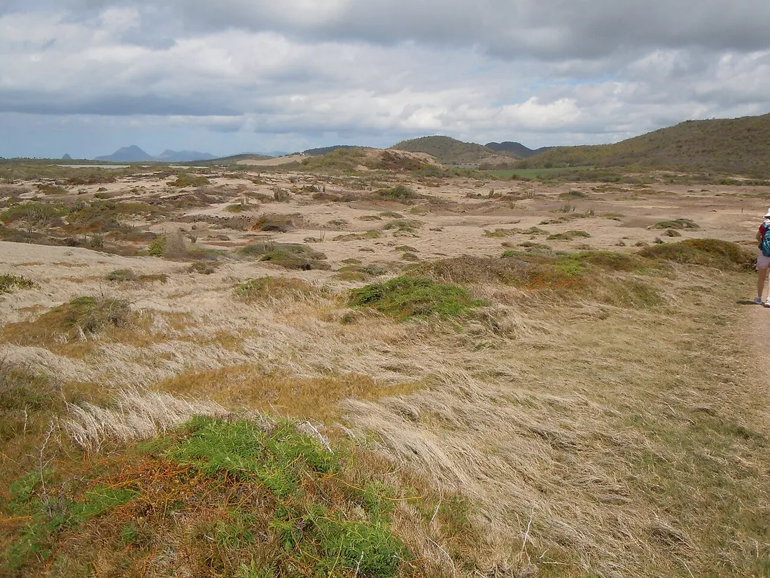Étendue aride de la Savane des Pétrifications au sud de la Martinique, herbes sèches et sol minéral parcourus par un sentier de randonnée
