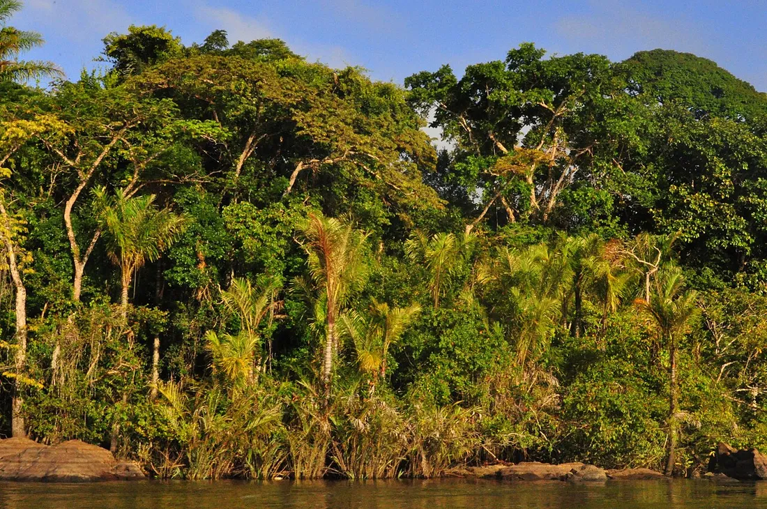 Forêt amazonienne luxuriante bordant le fleuve Maroni dans le Parc amazonien de Guyane, avec palmiers et végétation tropicale dense
