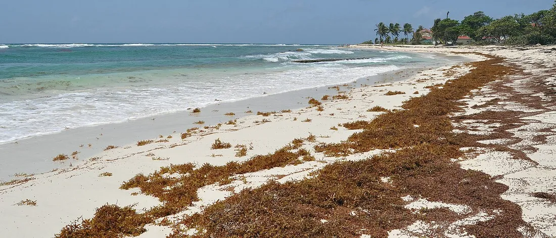 Plage de sable blanc en Guadeloupe avec des sargasses brunes echouees le long du rivage