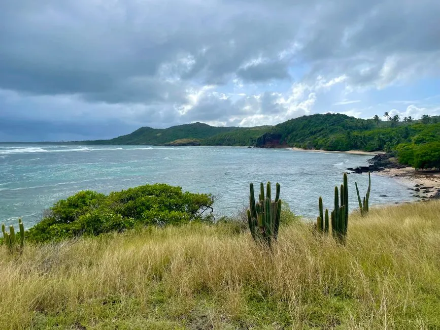 Côte sauvage de Sainte-Anne en Martinique avec cactus, savane sèche et anse bordée de plage le long de la Trace des Caps