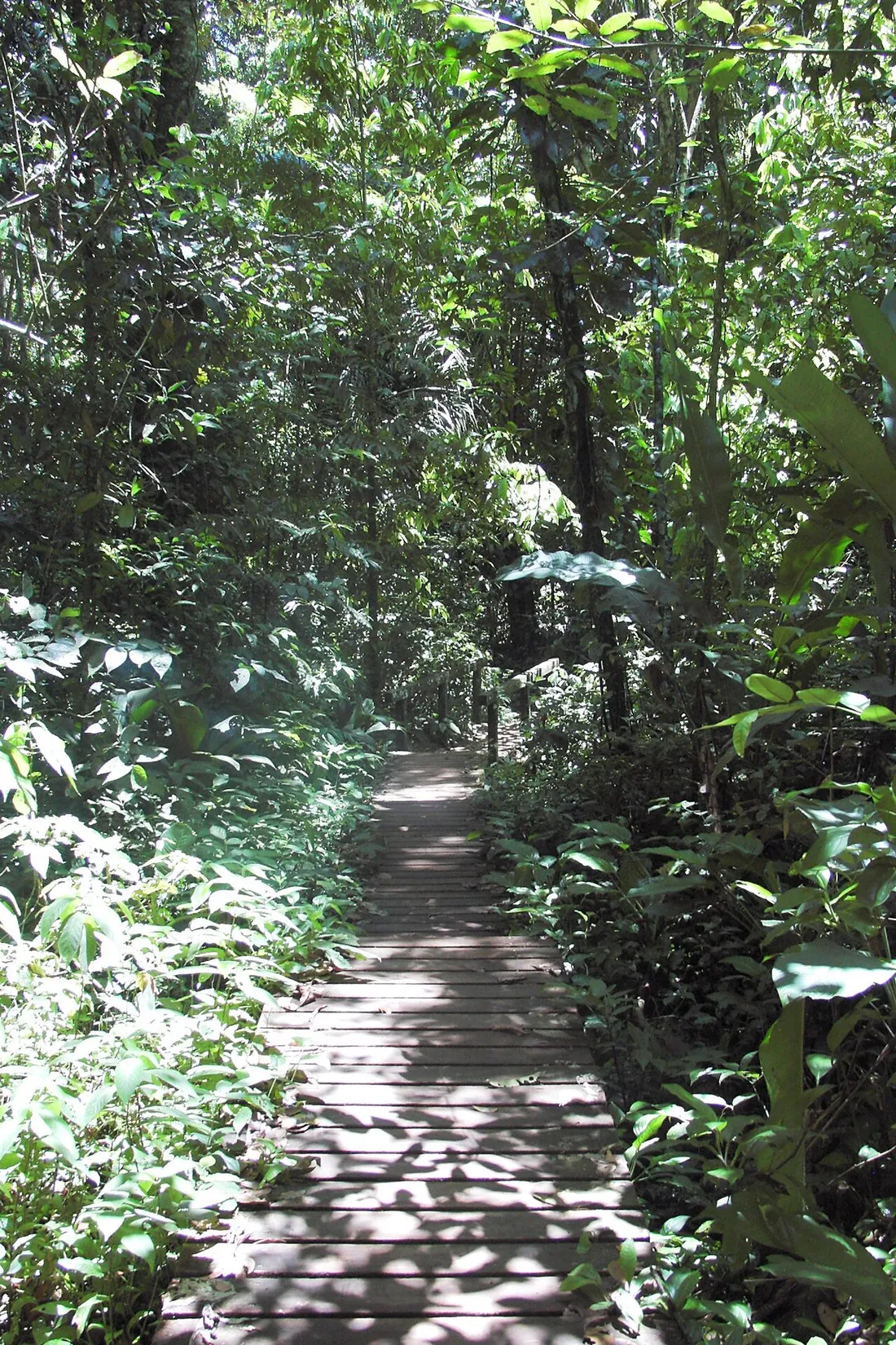 Passerelle en bois du sentier du Rorota serpentant a travers la foret tropicale dense, une randonnee familiale a Remire-Montjoly pres de Cayenne