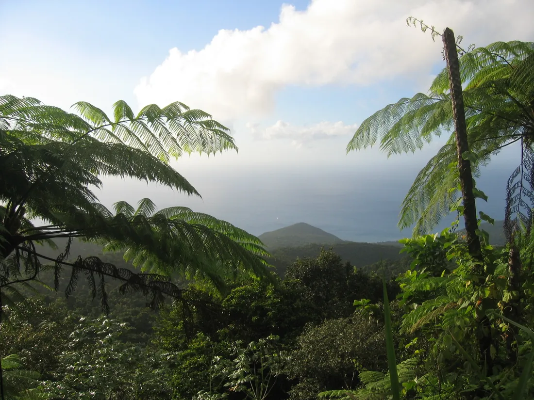 Vue sur les collines boisees de Basse-Terre depuis la route de la Traversee, avec des fougeres arborescentes au premier plan et la mer en arriere-plan