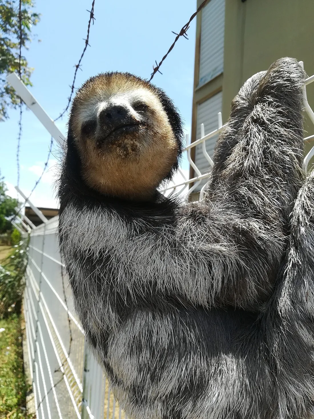 Un paresseux a gorge pale (Bradypus tridactylus), espece emblematique de la faune guyanaise observable autour du lac de Petit-Saut