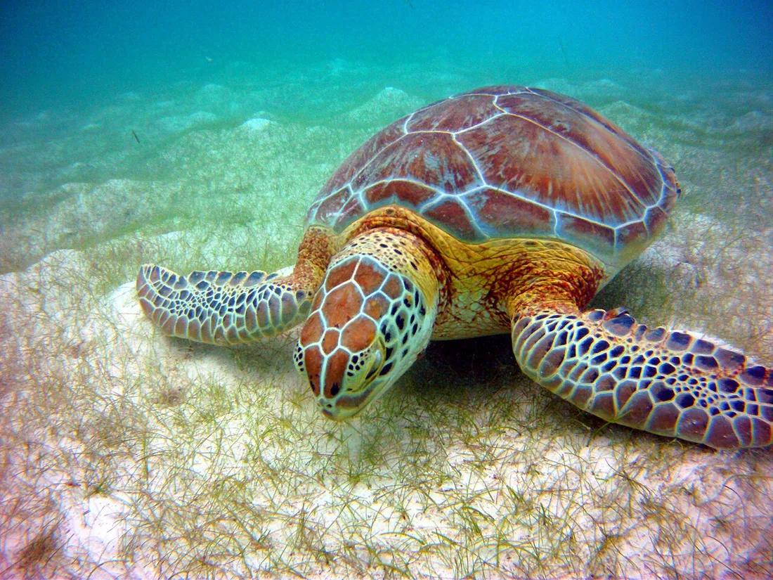 Tortue verte (Chelonia mydas) broutant des herbiers marins sur un fond de sable clair dans une eau turquoise peu profonde, scène typique du snorkeling avec les tortues