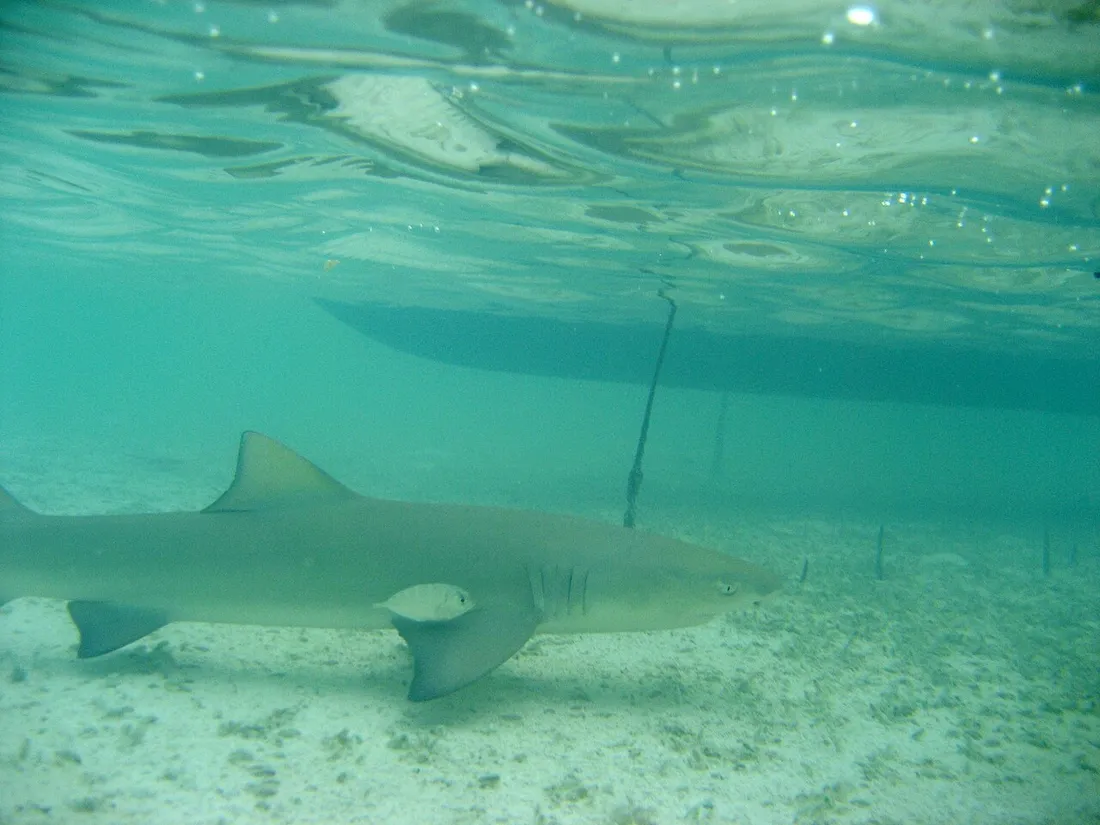 Requin-citron (Negaprion brevirostris) nageant dans les eaux peu profondes et turquoise d'un lagon, vu en snorkeling