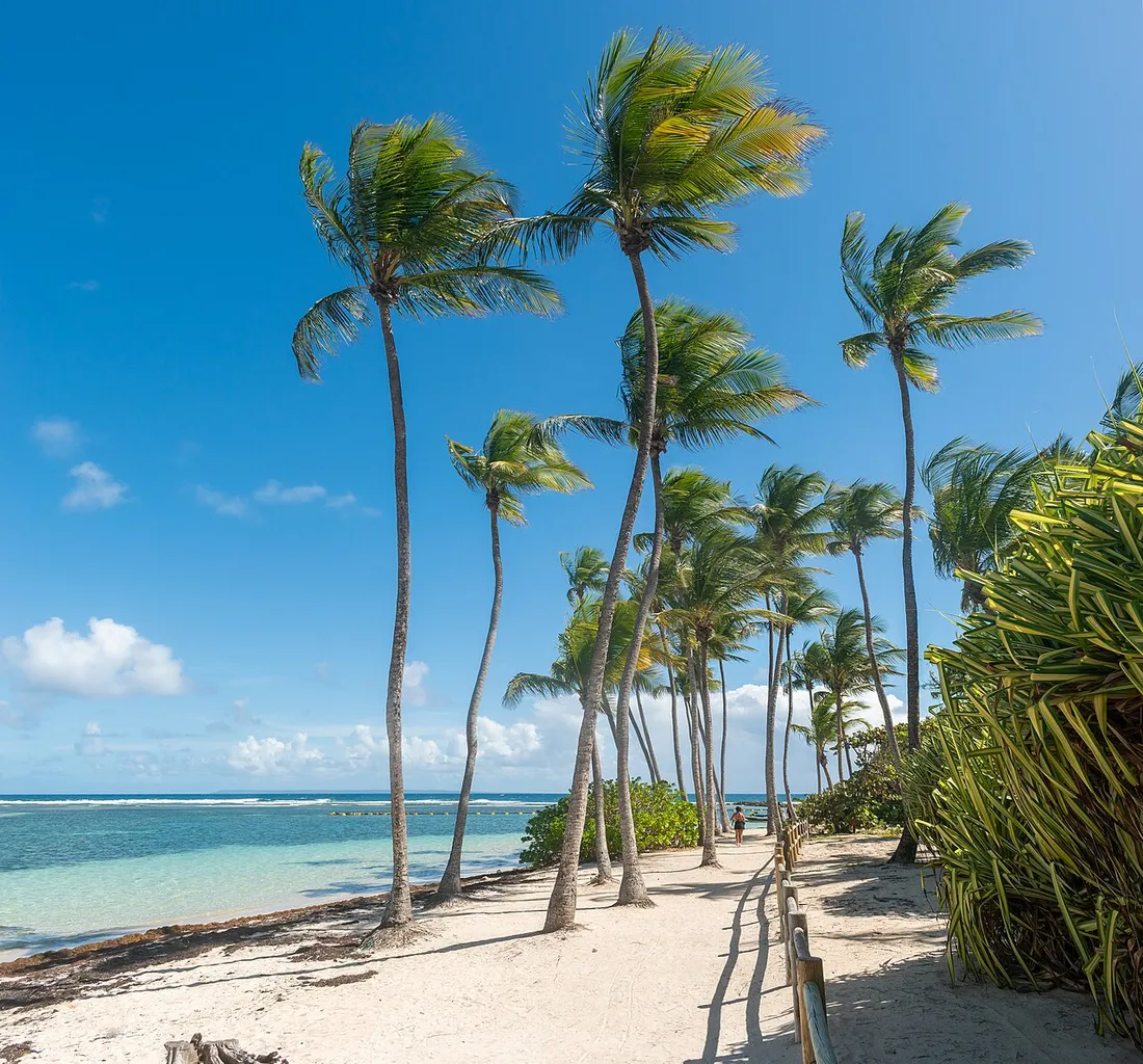 Plage de la Caravelle bordée de cocotiers sur sable blanc à Sainte-Anne, commune touristique de Guadeloupe soumise à la taxe de séjour