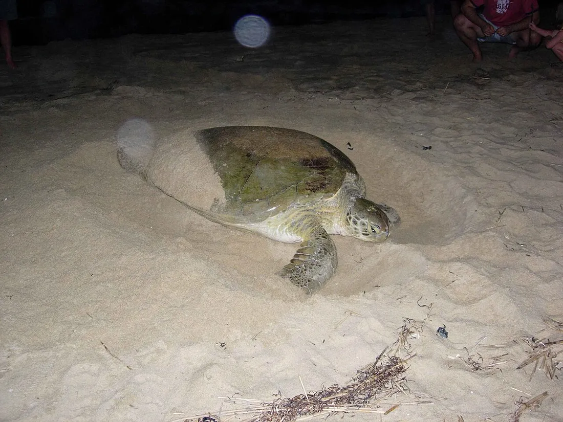 Tortue verte adulte creusant son nid sur une plage de sable la nuit, observée à distance par un petit groupe