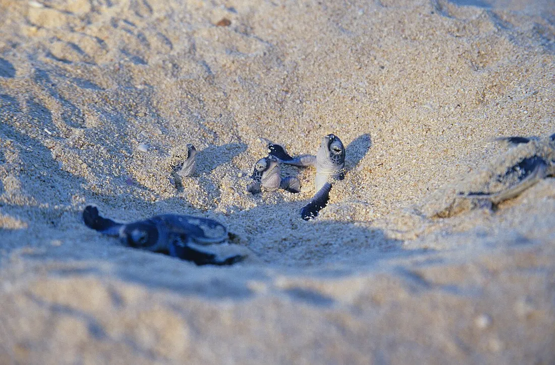 Bébés tortues vertes émergeant du sable depuis leur nid sur une plage ensoleillée