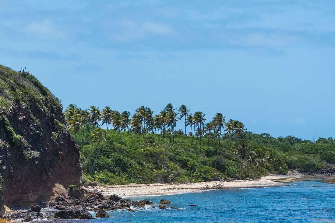 Littoral sauvage de la Trace des Caps à Sainte-Anne en Martinique, avec falaise rocheuse, cocotiers ployés par les alizés et petite anse de sable blanc