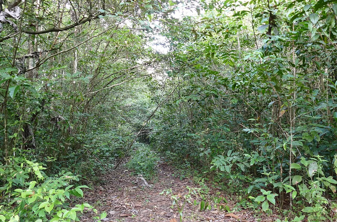 Sentier de terre rouge serpentant à travers la forêt secondaire dense de Guyane, typique d'un trek en forêt amazonienne