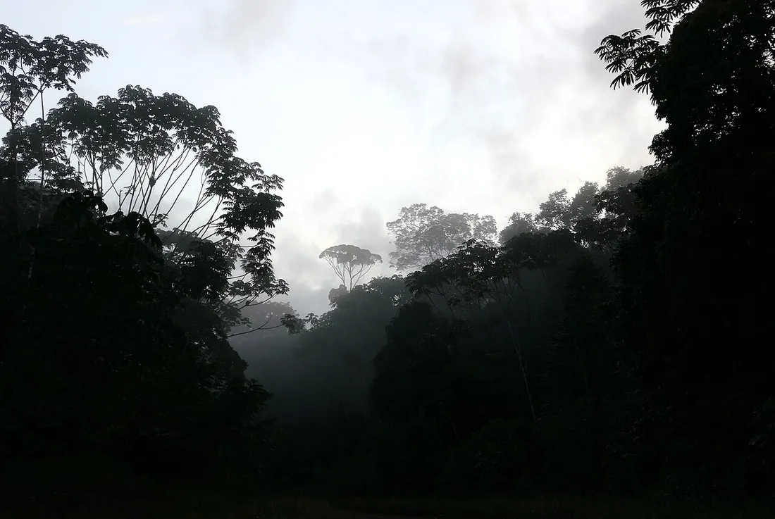 Canopée de la forêt amazonienne de Guyane noyée dans la brume matinale au lever du jour