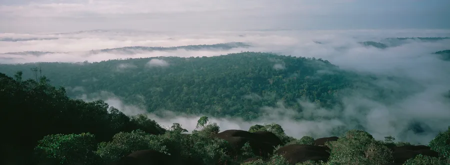 Dômes de granite d'un inselberg émergeant de la brume au-dessus de la forêt primaire de la réserve des Nouragues en Guyane