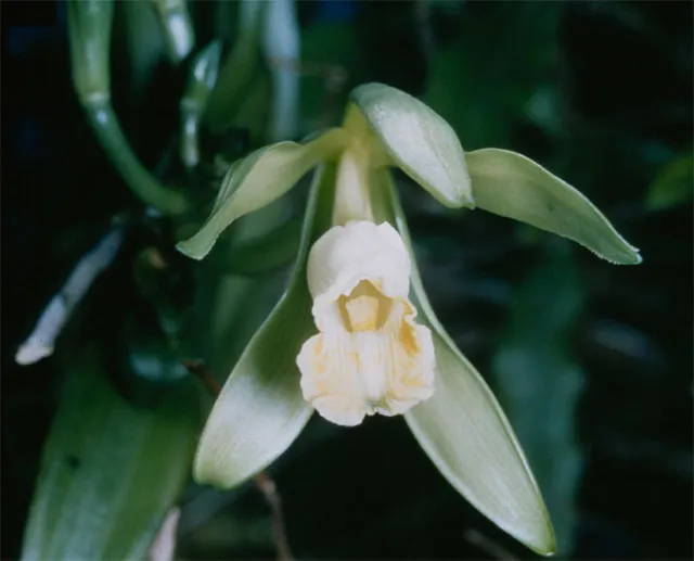 Fleur blanche d'orchidée Vanilla planifolia sur sa liane, la plante dont proviennent les gousses de vanille