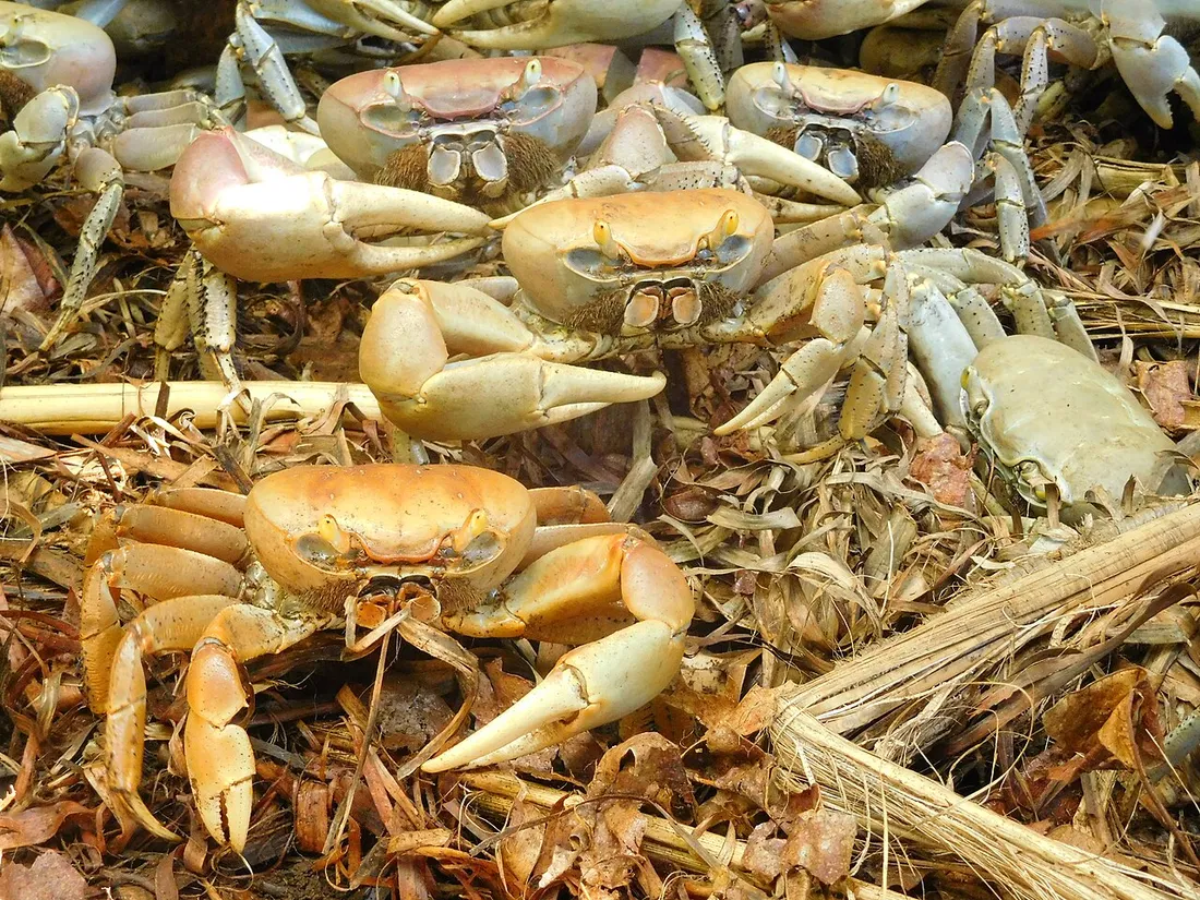 Crabes de terre vivants (Cardisoma guanhumi) entassés sur des feuilles, l'ingredient principal du matoutou crabe prepare en Martinique pour le Vendredi Saint