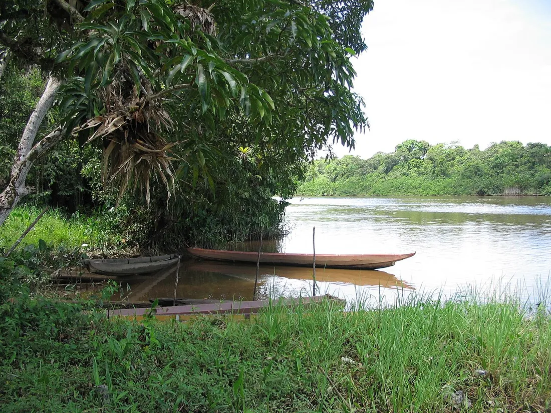 Pirogues traditionnelles amarrées sur la rive boisée du fleuve Maroni en Guyane